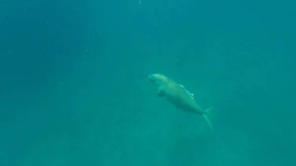 Diugoń przybrzeżny zjada trawę. Morze Czerwone. Marsa Alam. — Zdjęcie stockowe