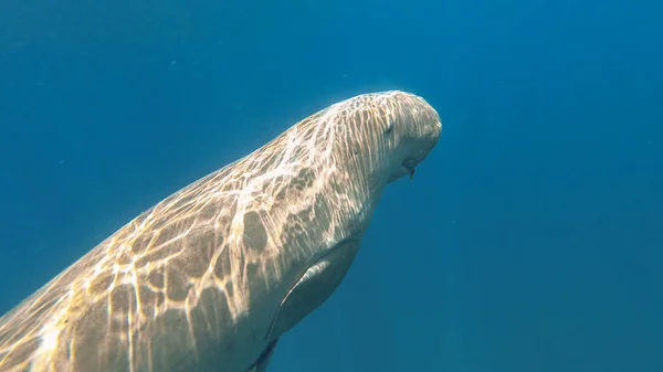 Moroň žere trávu. Rudé moře. Marsa Alam. — Stock fotografie