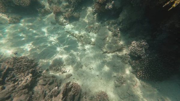 Die Unterwasserwelt des Roten Meeres. marsa alam — Stockfoto