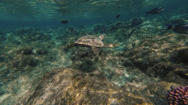 Deniz kaplumbağası denizde yüzmek. Kızıl Deniz. Marsa Alam — Stok fotoğraf