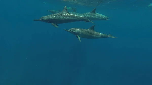 Τα δελφίνια κολυμπούν στη θάλασσα. Ερυθρά θάλασσα. Μάρσα Αλάμ — Φωτογραφία Αρχείου
