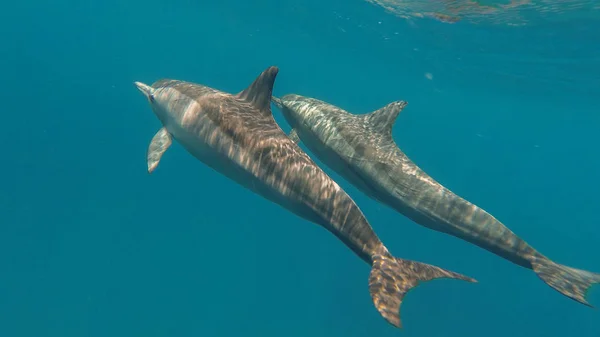 Dolfijnen zwemmen in de zee. Rode Zee. Marsa Alam — Stockfoto