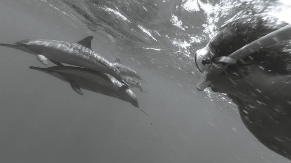 Il tizio fa selfie con i delfini in mare aperto. Mar Rosso . — Foto Stock