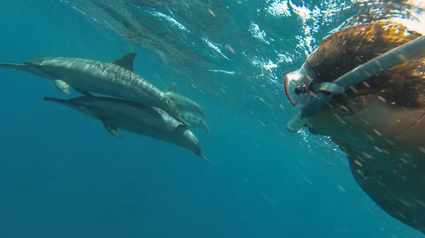 Il tizio fa selfie con i delfini in mare aperto. Mar Rosso . — Foto Stock