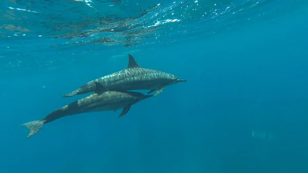 Delfiny pływanie w morzu. Morze Czerwone. Marsa Alam — Zdjęcie stockowe