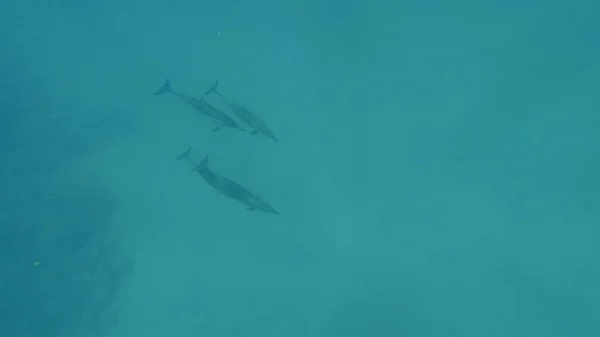 Los delfines nadan en el mar. Mar Rojo. Marsa Alam — Foto de Stock