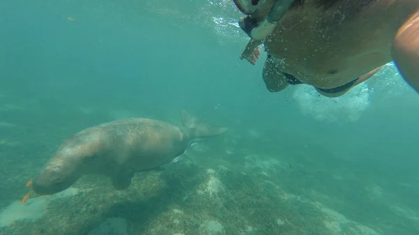 Dugong. O tipo faz selfie com o Dugong. Mar Vermelho. Marsa Alam . — Fotografia de Stock