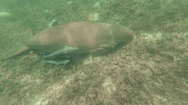 Dugong come hierba. Mar Rojo. Marsa Alam . — Foto de Stock