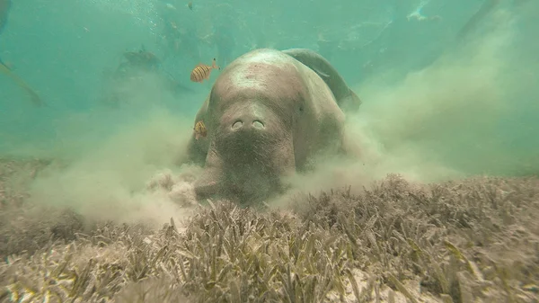 Dugong mangia erba. Mare Rosso. Marsa Alam . — Foto Stock