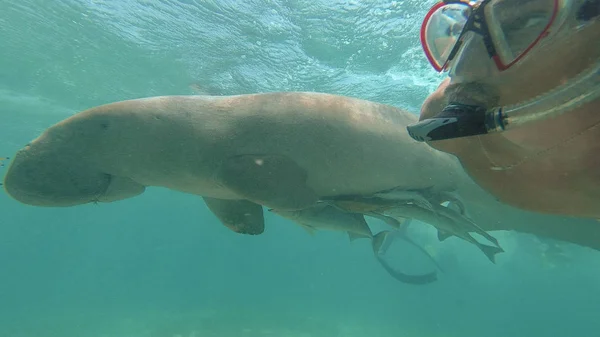 Dugong. O tipo faz selfie com o Dugong. Mar Vermelho. Marsa Alam . — Fotografia de Stock