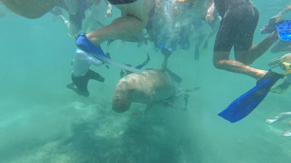 Dugong. Touristen betrachten Dugong. Rotes Meer. marsa alam — Stockfoto