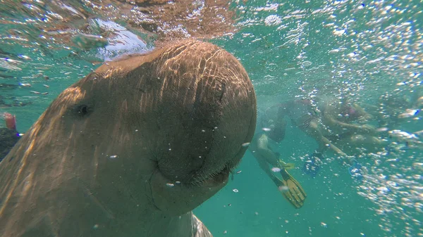 Dugong. Os turistas olham para Dugong. Mar Vermelho. Marsa Alam — Fotografia de Stock