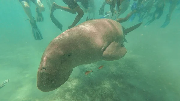 Dugong. I turisti guardano Dugong. Mare Rosso. Marsa Alam — Foto Stock