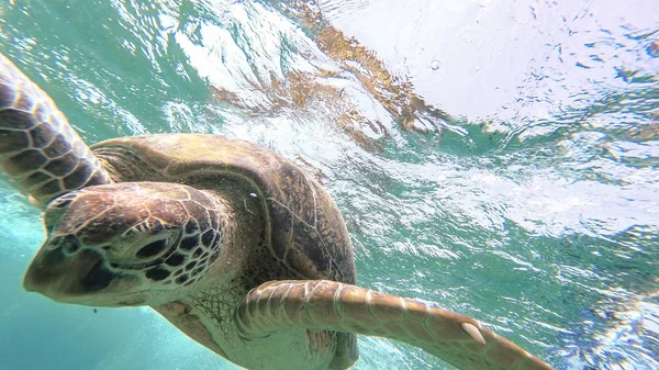 Havssköldpadda simma i havet. Röda havet. Marsa Alam — Stockfoto