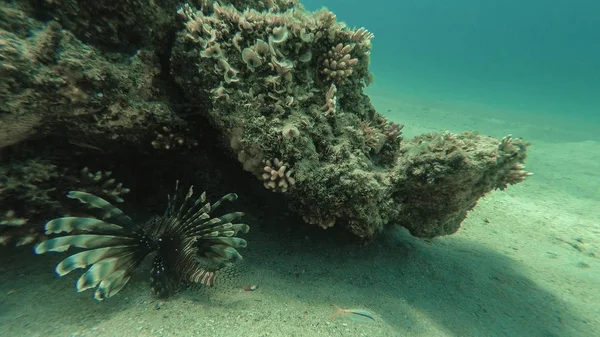 Ryby, które lionfish siedzi w wąwozie. Morze Czerwone. Marsa Alam — Zdjęcie stockowe