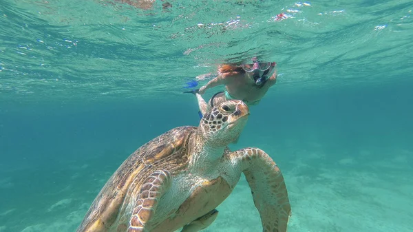 Kız deniz kaplumbağası yanında yüzüyor. Kızıl Deniz. Marsa Alam — Stok fotoğraf