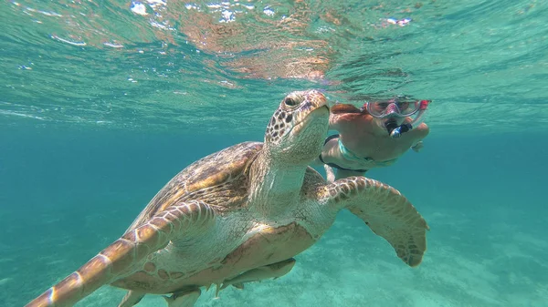 Het meisje is zwemmen naast de zeeschildpad. Rode Zee. Marsa Alam — Stockfoto