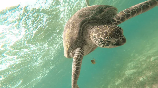 Schildpadden zwemmen in de zee. Rode Zee. Marsa Alam — Stockfoto