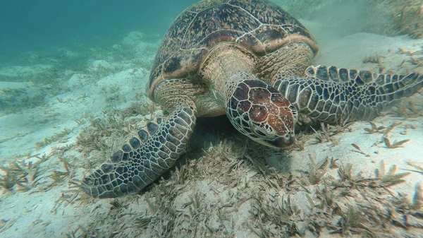 海龟在海里游泳。红海。马萨阿拉姆 — 图库照片