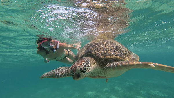 La chica está nadando junto a la tortuga marina. Mar Rojo. Marsa Alam — Foto de Stock