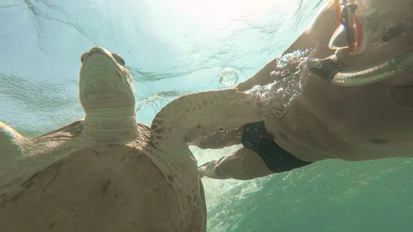 Adam selfie bir deniz kaplumbağası ile yapar. Kızıl Deniz. Marsa Alam. — Stok fotoğraf