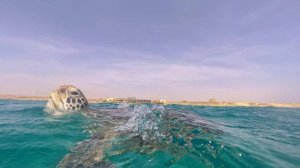 바다 거북이 물 표면에서 공기를 근 데. 홍 해. — 스톡 사진