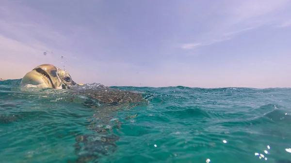 Deniz kaplumbağası hava su yüzeyinde inhales. Kızıldeniz. — Stok fotoğraf