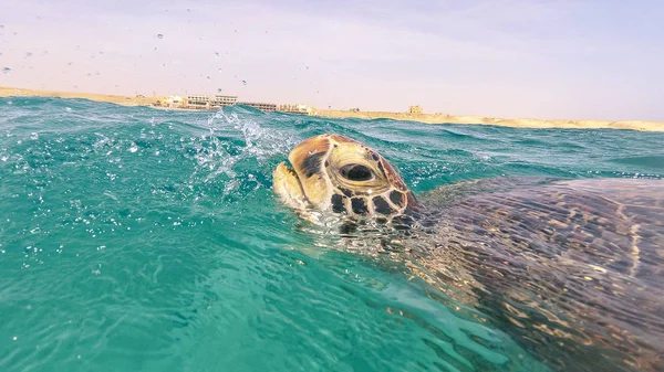The sea turtle inhales air on the surface of the water. Red sea.