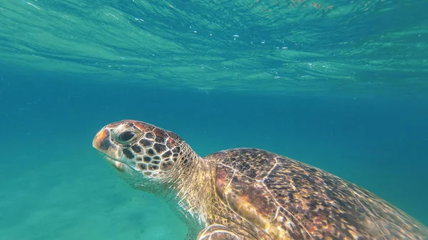 Żółw morski pływać w morzu. Morze Czerwone. Marsa Alam — Zdjęcie stockowe
