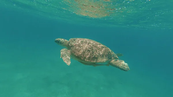 Deniz kaplumbağası denizde yüzmek. Kızıl Deniz. Marsa Alam — Stok fotoğraf