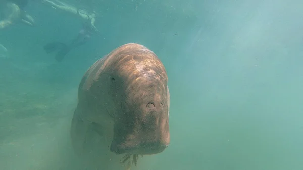 Dugong come erva. Mar Vermelho. Marsa Alam . — Fotografia de Stock