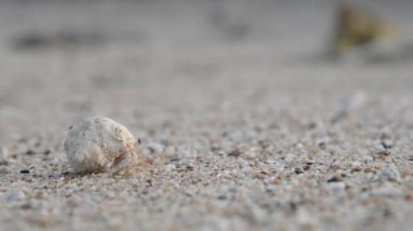 Boyunca deniz kuma yumuşakça tarar