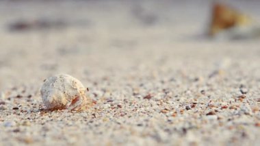 Boyunca deniz kuma yumuşakça tarar