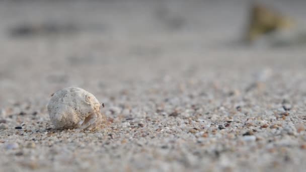 Blötdjuret kryper längs sanden i havet — Stockvideo