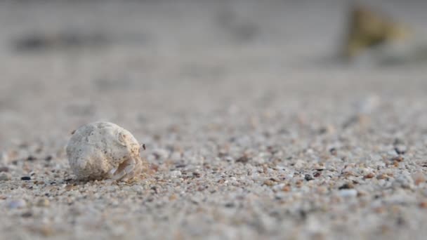 바다에 모래 따라 mollusc 크롤링 — 비디오