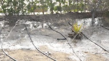 Kuraklık. Otomatik renklendirme.