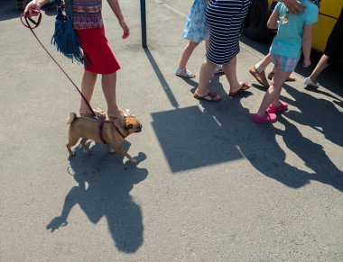 İnsanlar sıra. Bir kadın bir grifon köpek tasma tutuyor