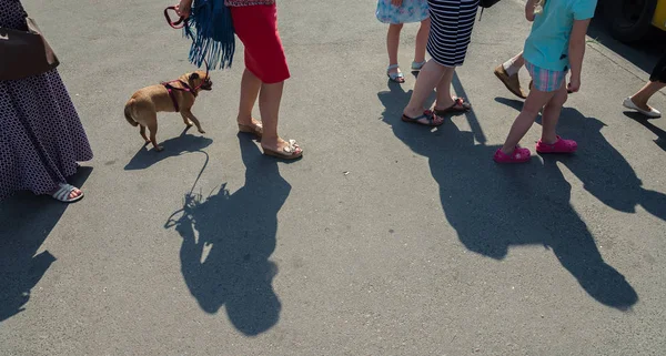 A fila de pessoas. Uma mulher está segurando um cachorro Gryphon em uma trela — Fotografia de Stock