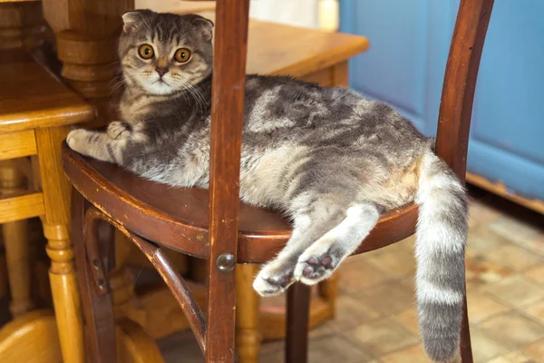 Il gatto si siede su una sedia di legno sotto il tavolo — Foto Stock