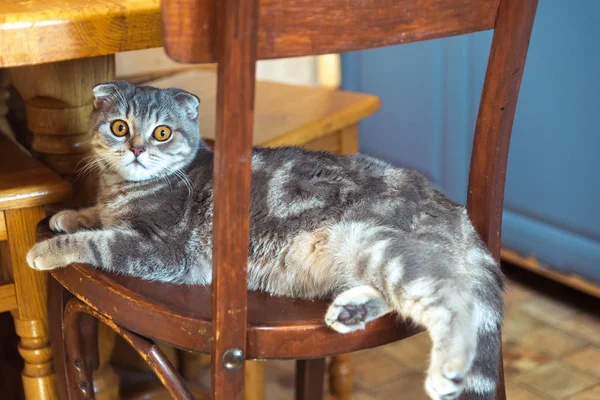 De kat zit op een houten stoel onder de tafel — Stockfoto