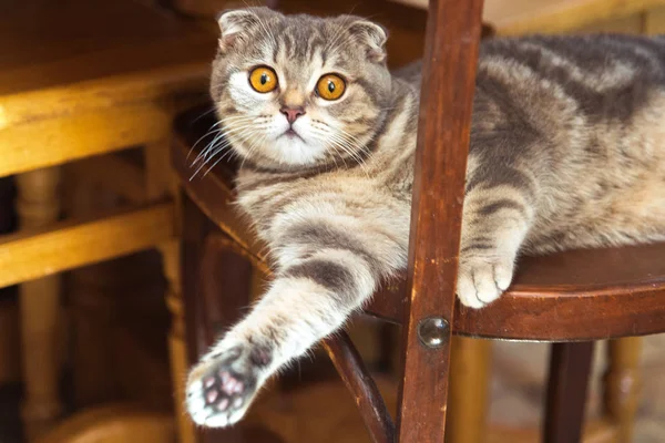 El gato se sienta en una silla de madera debajo de la mesa —  Fotos de Stock