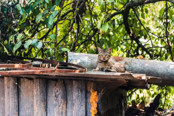 中庭の猫。納屋の屋根の上に猫が座っています。 — ストック写真