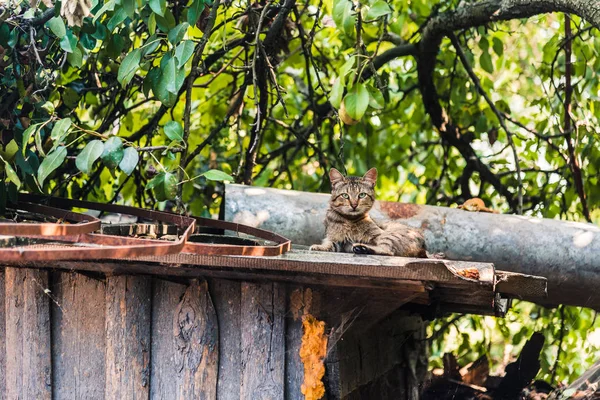 中庭の猫。納屋の屋根の上に猫が座っています。 — ストック写真