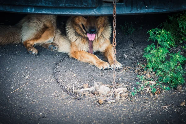 Ovčák. Psí plemena ovčáka sedí na řetízku. — Stock fotografie