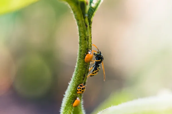 WASP określa Larwa w biedronka — Zdjęcie stockowe