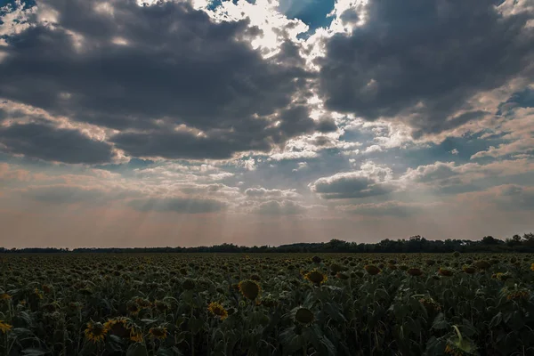 Campo de girasoles — Foto de Stock