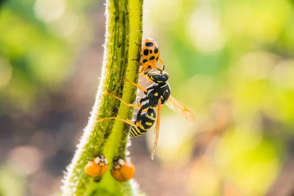 Vespa depone la larva in una coccinella — Foto Stock