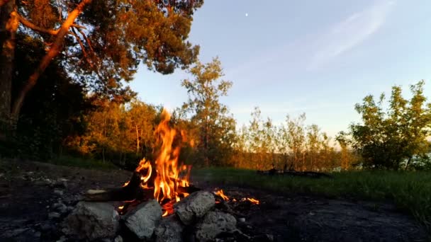 Würstchen zum Braten am Feuer im Wald. — Stockvideo