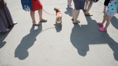 İnsanlar sıra. Bir kadın bir grifon köpek tasma tutuyor