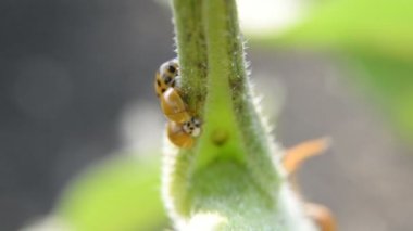 Arı larva bir uğur böceği bırakır.
